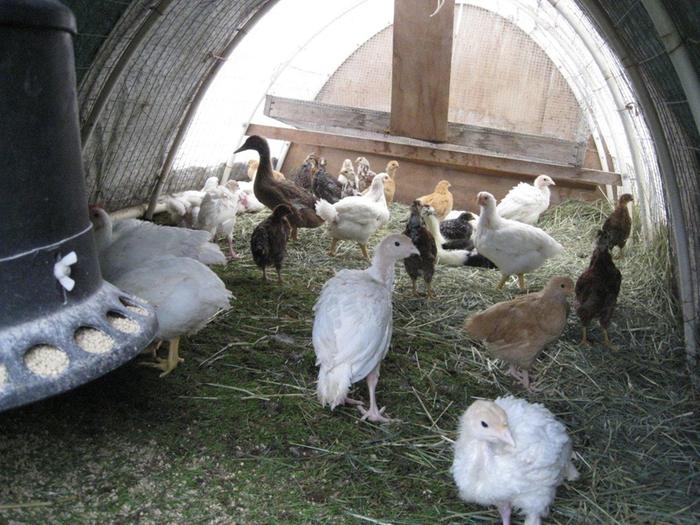 [Thumbnail for 06-17-10 Chicken Tractor 003.jpg]
